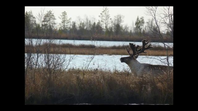 Северный олень Самый красивый! смотреть онлайн