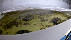 Разведение раков. С ЧЕГО НАЧАТЬ ИЛИ С ЧЕГО НАЧИНАЛ Я.