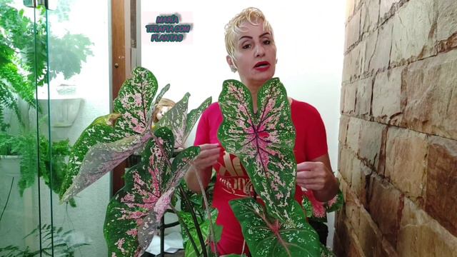 CALADIUM  Híbrido Do 