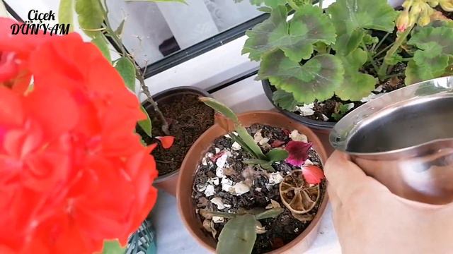 SARDUNYALAR 12 AY NASIL ÇİÇEKLERLE DOLAR ÇİÇEKLİ KALIR How Geraniums Stay In Bloom For 12 Months