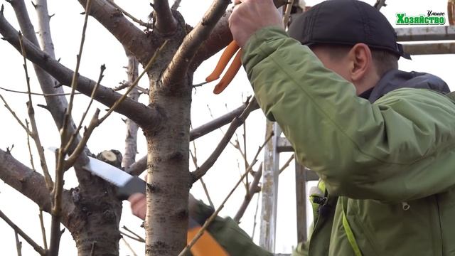 Черешня, обрезка осенью. Принцип Обрезки косточковых деревьев (вишня, слива, алыча) смотреть онлайн