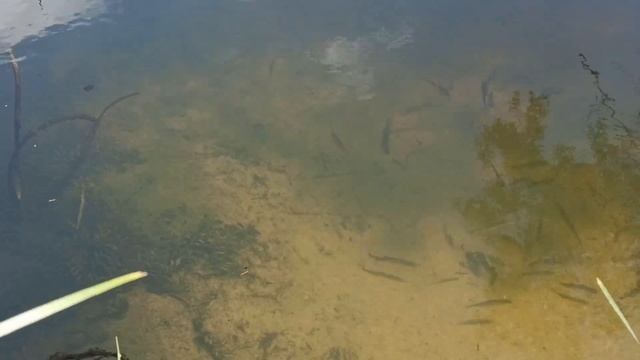 29 сентября праздник День Людмилы. Народные приметы и запреты. смотреть онлайн