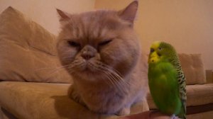 Необычная дружба животных. Кот дружит с попугаем ヅ