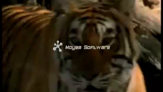 Tiger Vs Lion,Lion Kill Tiger 3 Times