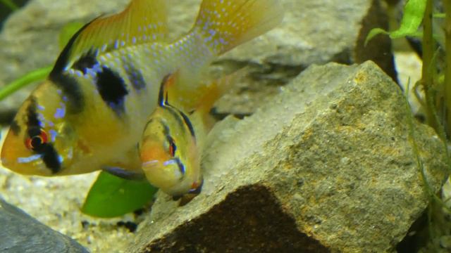 Mikrogeophagus Ramirezi breeding in 90L community fish tank I. смотреть онлайн