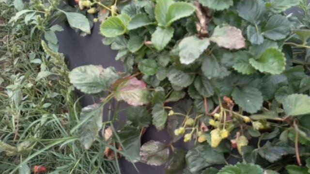 Не качественный агроспан , и как решить эту проблему смотреть онлайн