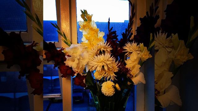 My garden #kniphofia northiae# смотреть онлайн