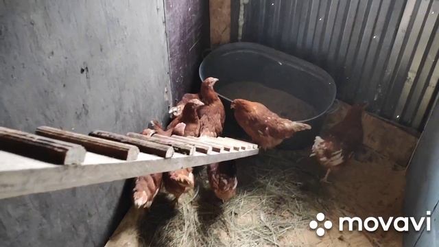 Планирование и замечания в ходе исследования курятника )))