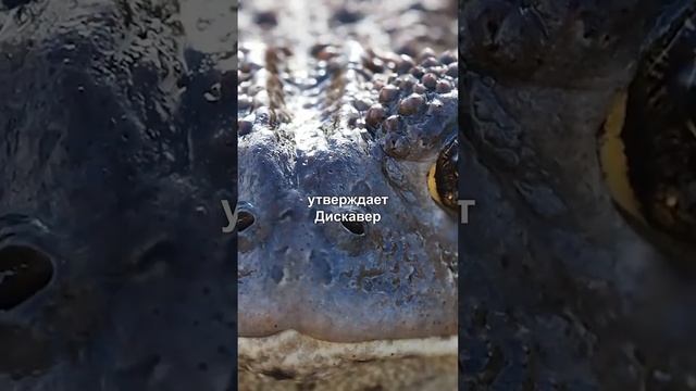 Почему лягушки закрывают глаза когда глотают пищу? #shorts смотреть онлайн