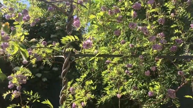 Глициния 29.05.2019 смотреть онлайн