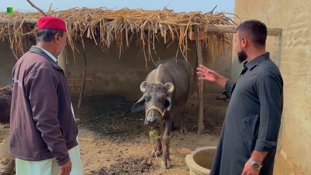 Purchase IPhone 14 Pro Max By Selling Buffalo Sad Story