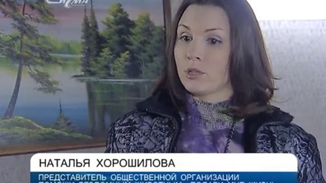 Лучший титул — двортерьер: смотреть онлайн