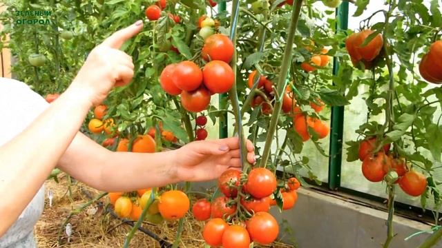 200% ЗАВЯЗЫВАЕМОСТИ при любой погоде! Обзор сортов ТОМАТОВ! смотреть онлайн