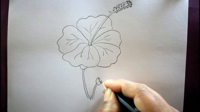 How TO Draw a China Rose Step By Step(very easy)for School Project смотреть онлайн
