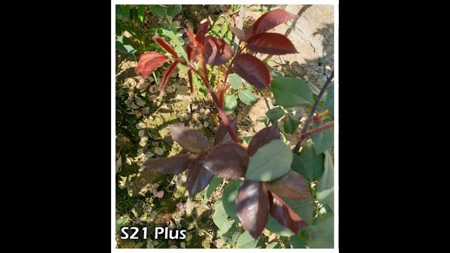 Samsung Galaxy S21 Plus VS Samsung Galaxy S20 Plus Camera Comparison смотреть онлайн