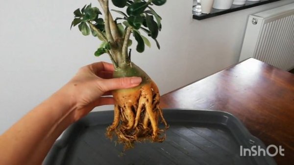 Каудекс у адениума. Что наросло и как посадила? #домашниерастения #адениум