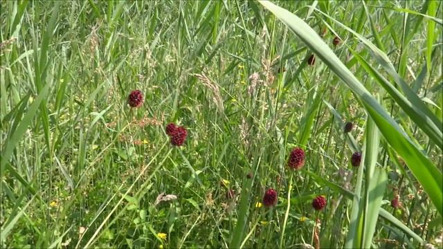 Grote pimpernel (Sanguisorba officinalis) - 2016-06-04 смотреть онлайн