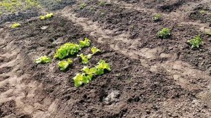 Продолжаю Сажать ???Кабачки и Патиссоны в Открытый Грунт.  3 июня 2023г.?