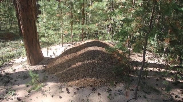 Забытые способы ориентирования. По муравейнику смотреть онлайн