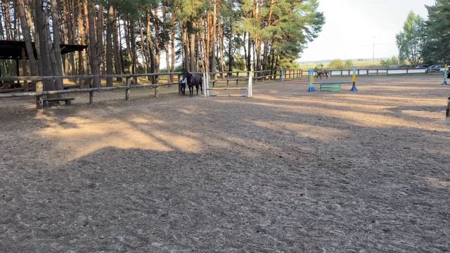 Кобыла Кармен. Белорусская упряжная порода. смотреть онлайн