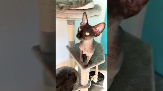 Откуда этот шедевральный музыкальный фрагмент смотреть онлайн