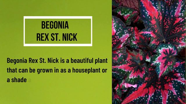 20 Varieties of Begonias with Names / Best Types of Begonia Houseplants /Types of Begonia Plants смотреть онлайн
