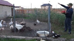 Самый бюджетный Деликатес в мире 50₽ ! Бараньи Головы