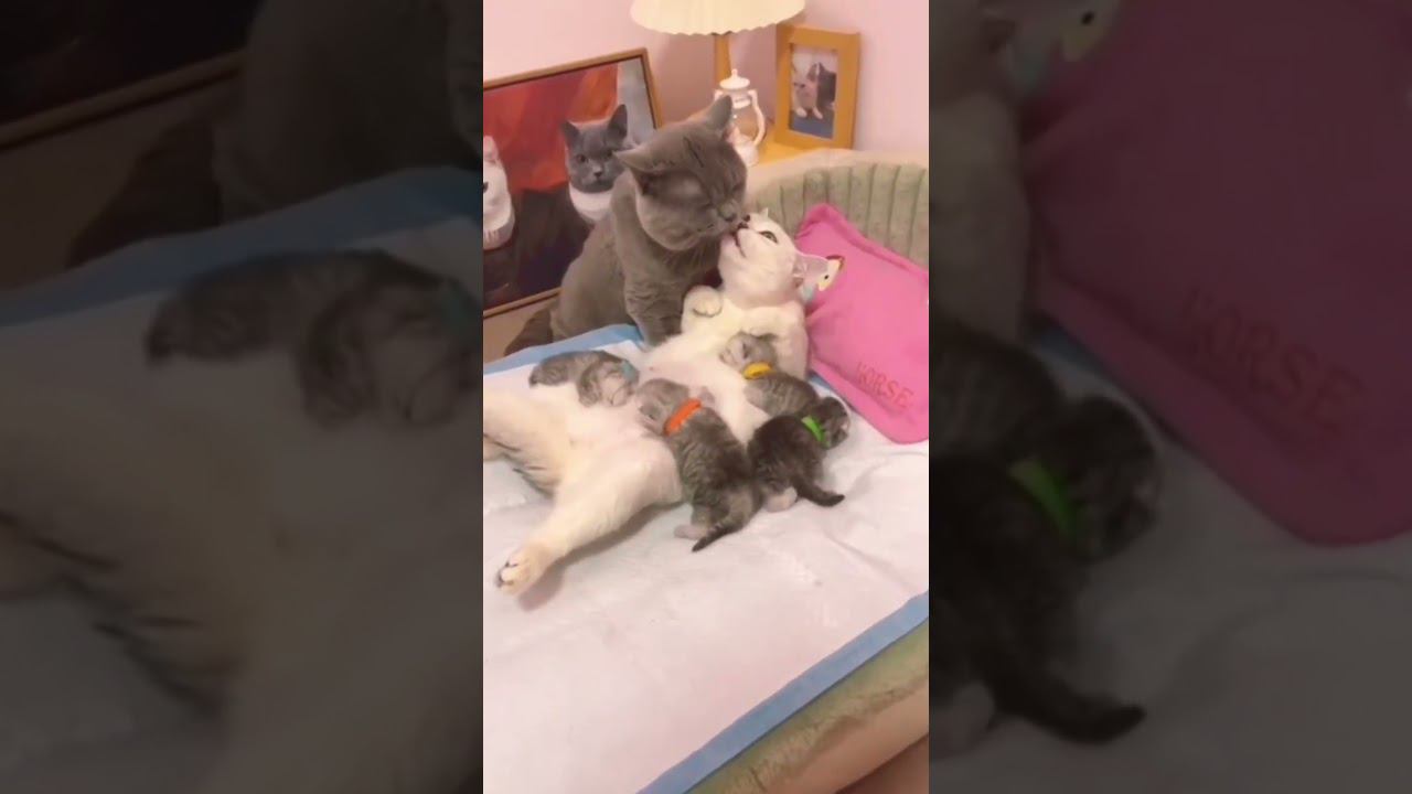 ▷Кошачья семья◁ смотреть онлайн