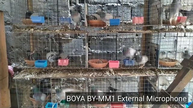 BOYA BY-MM1 | MIC CHECK | SOUND CHECK смотреть онлайн