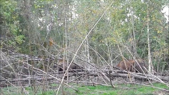 в гостях у зубров смотреть онлайн