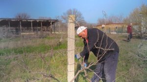 Обрезка винограда. Советы профессионала. Правильная формировка куста винограда.