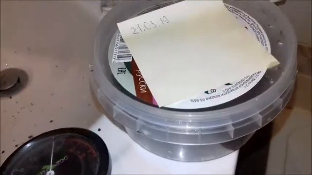 Инкубация яиц улиток Архахатин смотреть онлайн