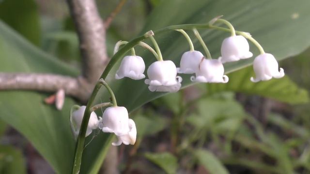 Прощай Весна! Первые благородные грибы в Мае 2019 года. смотреть онлайн