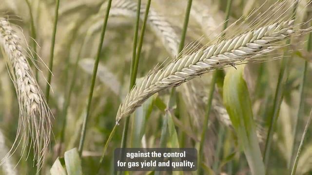 SU Baresi | Hybrid Rye смотреть онлайн