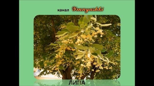 Изучаем деревья с ребенком в картинках. Виды деревьев. Карточки Домана. Обучающее видео для малышей смотреть онлайн