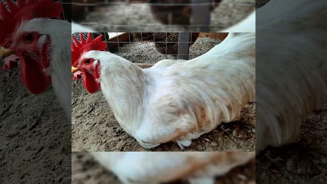 Джерсийский гигант Белый смотреть онлайн