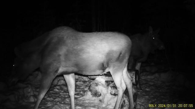 Фотоловушка Bolyguard SG2060-K #26.1 / Солонец №2 смотреть онлайн