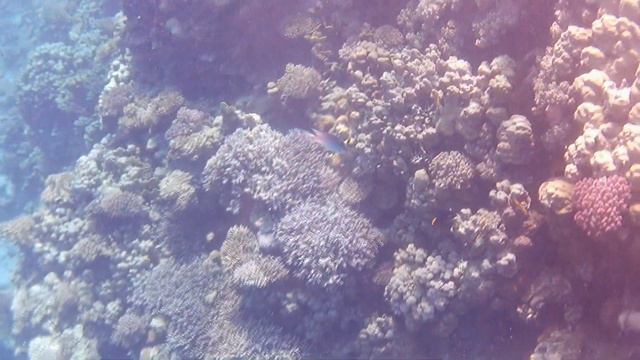 Китовая акула и коралловый риф 