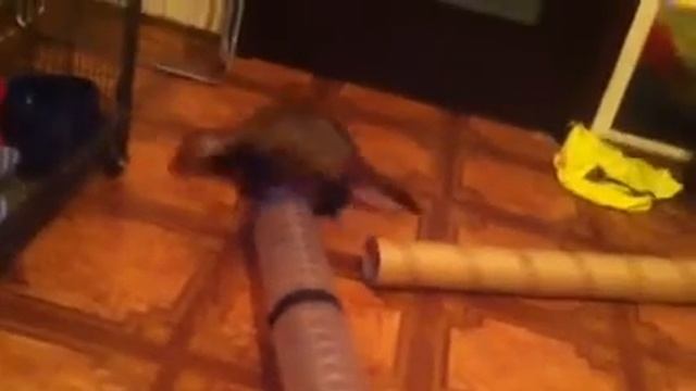 Один день из жизни хорька |наше первое видео смотреть онлайн