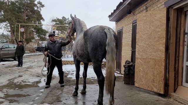 Продам кобылу +79122459900 смотреть онлайн