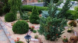 36 готовых примера использования шаровидной туи в ландшафтном дизайне  Можно обойтись без дизайнера