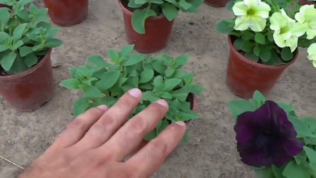 СЕКРЕТНАЯ ОБРЕЗКА и ПРИЩИПКА ПЕТУНИИ. Шикарная Петуния все лето. Раскрою секрет которую многие?Я ?? смотреть онлайн