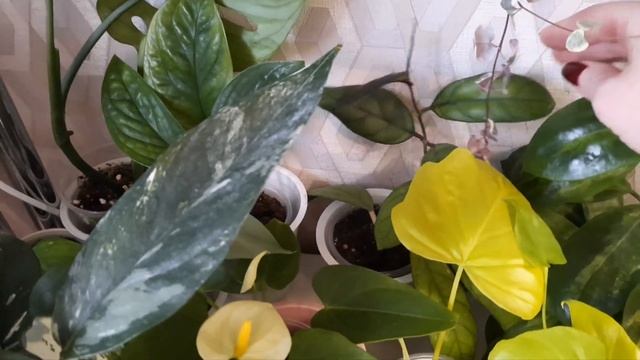 /Обзор комнатных растений/ Не хватает места для цветов?/ Что можно сделать?/ ?? смотреть онлайн