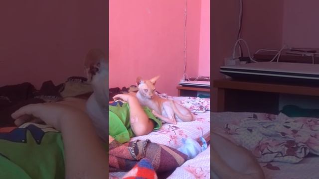 сфинксы любящие и ласковые с детьми. смотреть онлайн