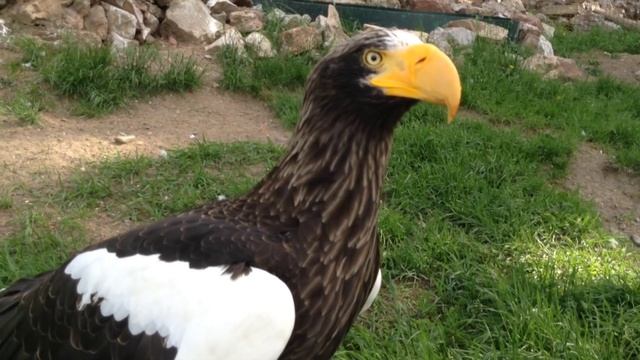 Орлан белоплечий - крупнейший хищник планеты. Animals & fish. смотреть онлайн