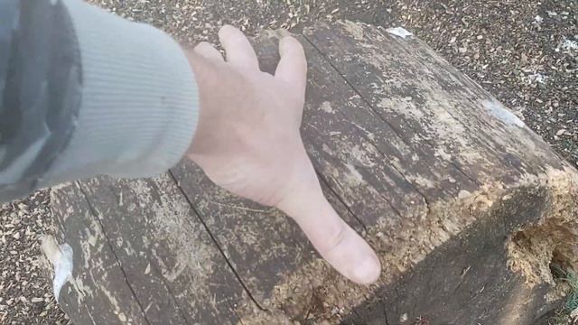 Ворон крук Василий ??? Купается каждый день не смотря на то, что неделю были дожди ??? смотреть онлайн