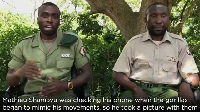 Gorilla selfie! Park ranger's pic with two orphaned gorillas смотреть онлайн
