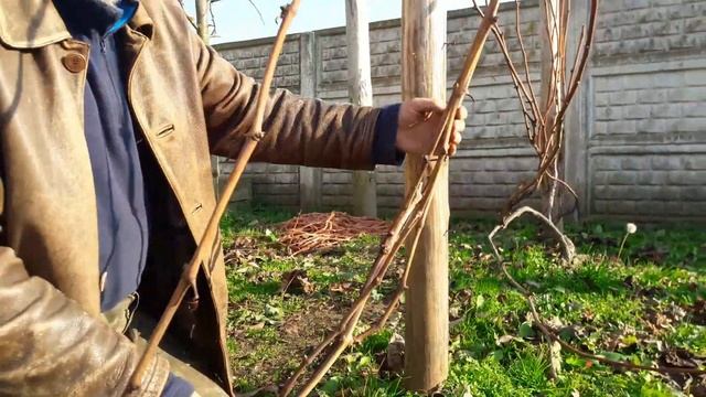 Как обрезать и укрыть виноград на зиму. Ч2: укрывные сорта смотреть онлайн