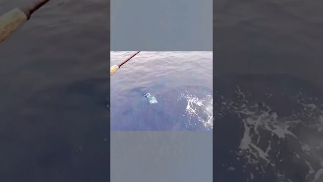 #fish #fishing #fyp #sea #funny смотреть онлайн