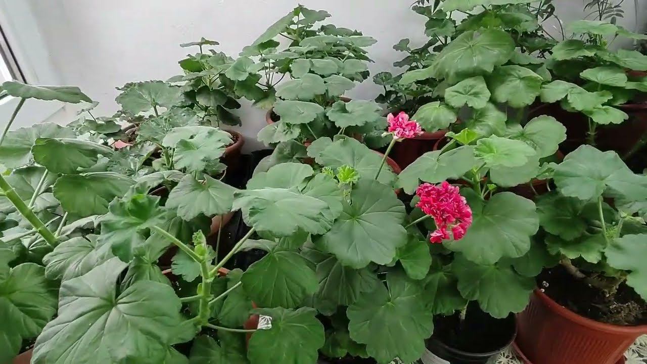 Подготовка пеларгоний к весне. Обзор пеларгоний после зимовки. Чем удобрить для роста и цветения. смотреть онлайн
